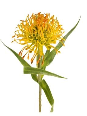 Yellow Orange Pincushion Protea Stem Artificial Leucospermum Flower